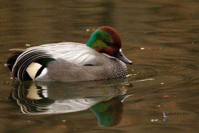 Falcated Duck