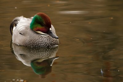 Falcated Duck