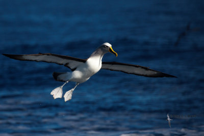 Buller's Albatross