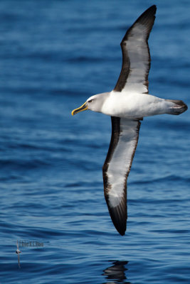 Buller's Albatross