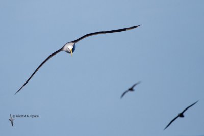 Buller's Albatross