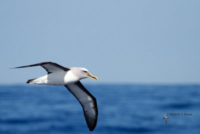 Buller's Albatross