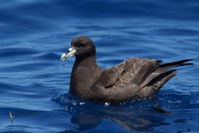 White-chinned petrel