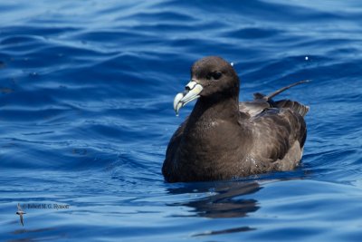 White-chinned petrel