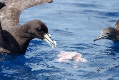 White-chinned petrel