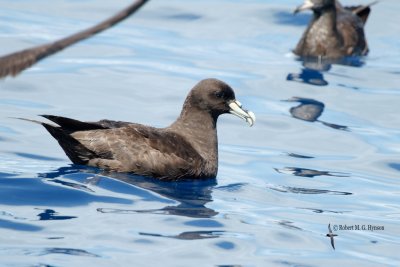 White-chinned petrel