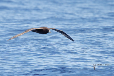 White-chinned petrel