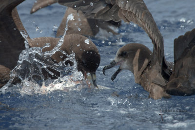 White-chinned petrel