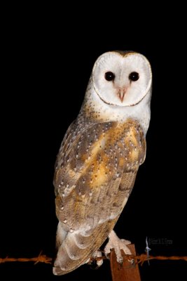 barn_owl