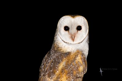 Barn Owl