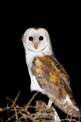 Barn Owl