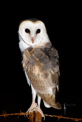 Barn Owl