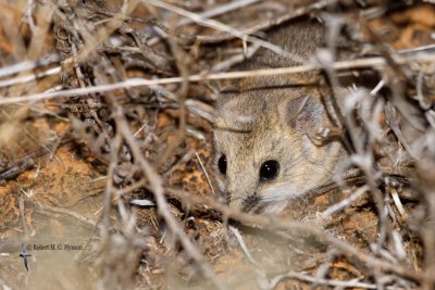 fat-tailed_dunnart