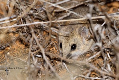 Fat-tailed Dunnart