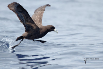 White-chinned petrel