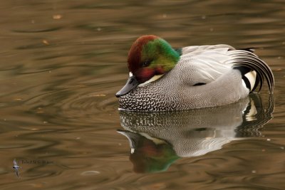 Falcated Duck