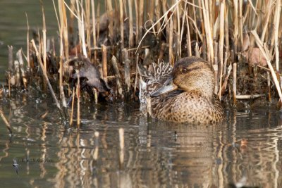 Common Teal