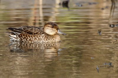 Common Teal