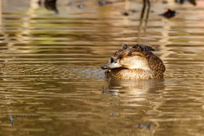 Common Teal