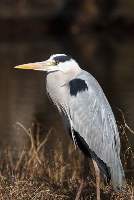 Grey Heron