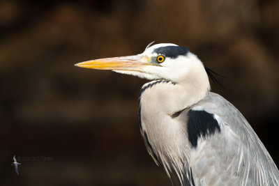 Grey Heron