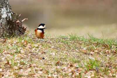 Varied Tit