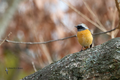 Daurian Redstart