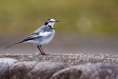 White Wagtail