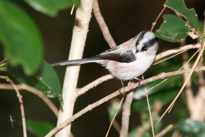 Long-tailed Tit