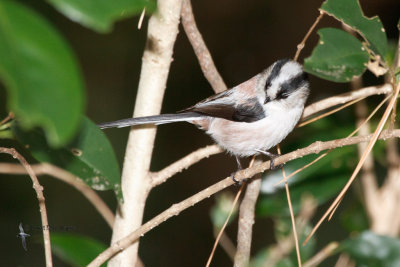 Long-tailed Tit