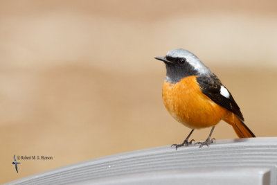 Daurian Redstart