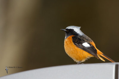 Daurian Redstart