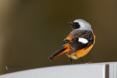 Daurian Redstart