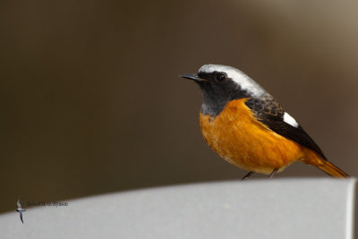 Daurian Redstart