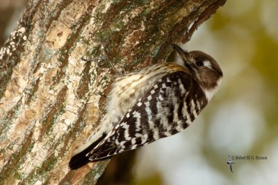 Japanese Pygmy Woodpecker