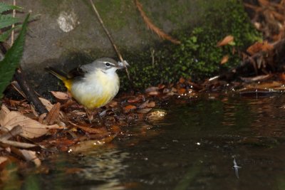 Grey Wagtail