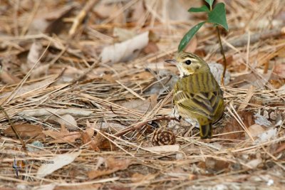 Olive-backed Pipit