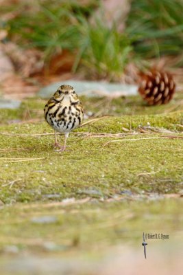 Olive-backed Pipit