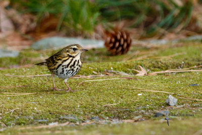 Olive-backed Pipit