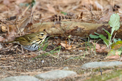 Olive-backed Pipit