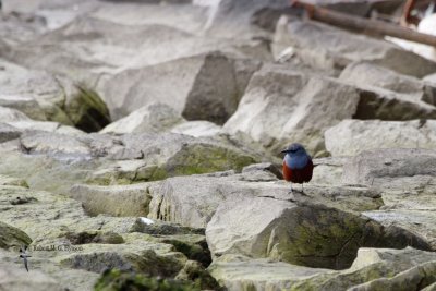 Blue Rock Thrush