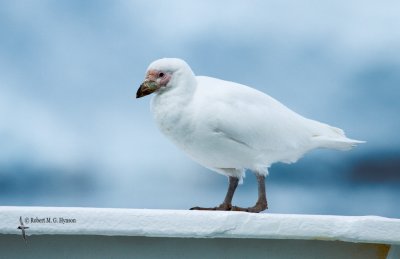 Snowy Sheathbill