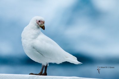 Snowy Sheathbill