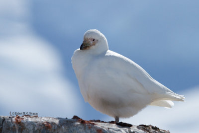 Snowy Sheathbill