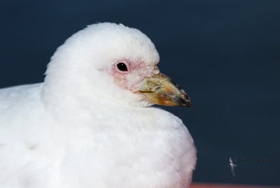 Snowy Sheathbill