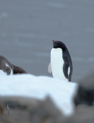 Adelie Penguin