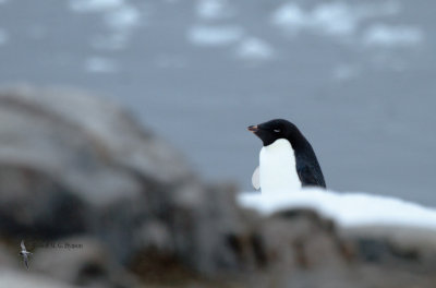 Adelie Penguin