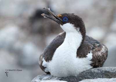 Antarctic Shag