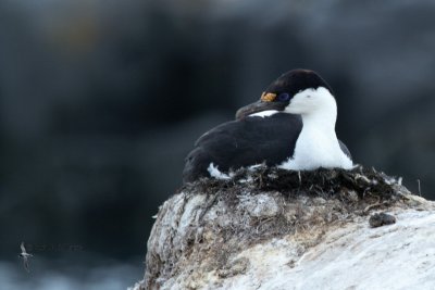 Antarctic Shag