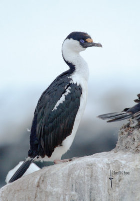 Antarctic Shag